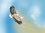 eagles.jpg